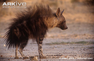 Illustration for article titled Wednesday Hyena - Hyaena brunnea Edition